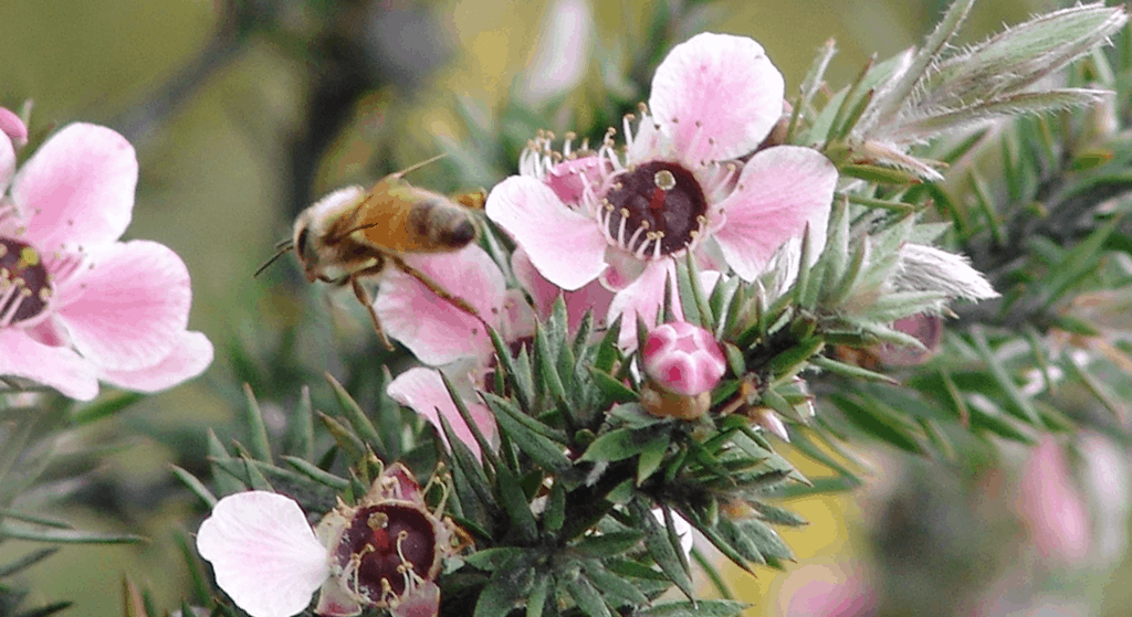 Manuka Honey Flower and Bee